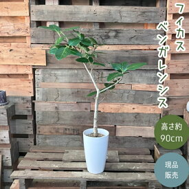 観葉植物 本物 【現品】 唯一無二　フィカス　ベンガレンシス　新品　　001757