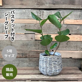 観葉植物 本物 【現品 】おススメ！　シーグレープ　（別名；ハマベブドウ）　バスケット付き001760