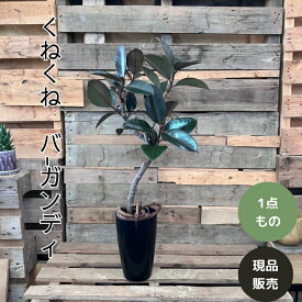 観葉植物 本物 【現品】くねくね樹形　幹太　フィカス バーガンディ 7号 001761新品