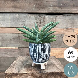 観葉植物 現品 【新品】 希少　　サンセベリア　ボンセレンシス