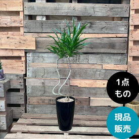 観葉植物 本物 【現品】 おしゃれ　くねくね　ドラセナ・ナビー　001767