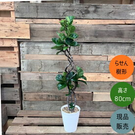 観葉植物 本物 【現品】 おしゃれなクネクネ　フィカス・リラータ・バンビーノ　新品　001769
