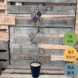 観葉植物 本物 【現品】くねくね樹形　フィカス ルビー　5号サイズ　　001770 新品