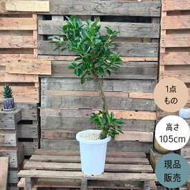 【18日限定ポイント3倍】観葉植物 本物　【現品】 ガジュマル　8号サイズ 唯一無二の樹形　 人気商品　1771