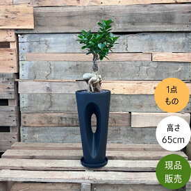 【18日限定ポイント3倍】観葉植物 本物　【現品】おしゃれな陶器入り ガジュマル　唯一無二の樹形　 人気商品　1773