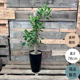 【18日限定ポイント3倍】観葉植物 本物　【現品】 唯一無二　直幹ガジュマル　7号サイズ 人気商品　001776