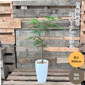 観葉植物 本物 【現品】 ★自然樹形★　エバーフレッシュ　7号サイズ　新品　　001775