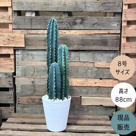 観葉植物 本物【現品】 柱サボテン　ヌーダム　★3本立ち★　8号サイズ　新品　001778