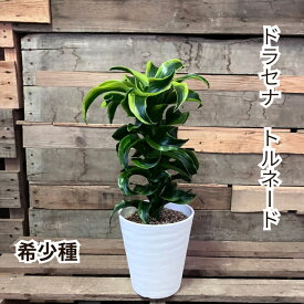 観葉植物 本物 【現品】 希少種　ドラセナ・トルネード　　001777