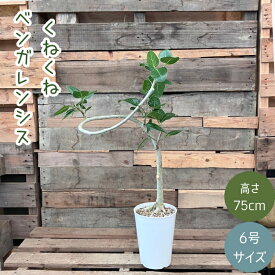 観葉植物 本物 【現品】 唯一無二　フィカス　ベンガレンシス　新品　　00