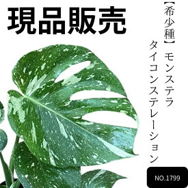 【土日限定最大7%引クーポン配布中】観葉植物 ★現品販売★【新品】【希少種】モンステラ・タイコンステレーション 4号サイズ　室内用　1799