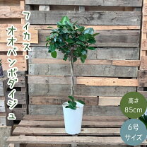 楽天市場】パンダナス（観葉植物｜花・観葉植物）：花・ガーデン・DIY 