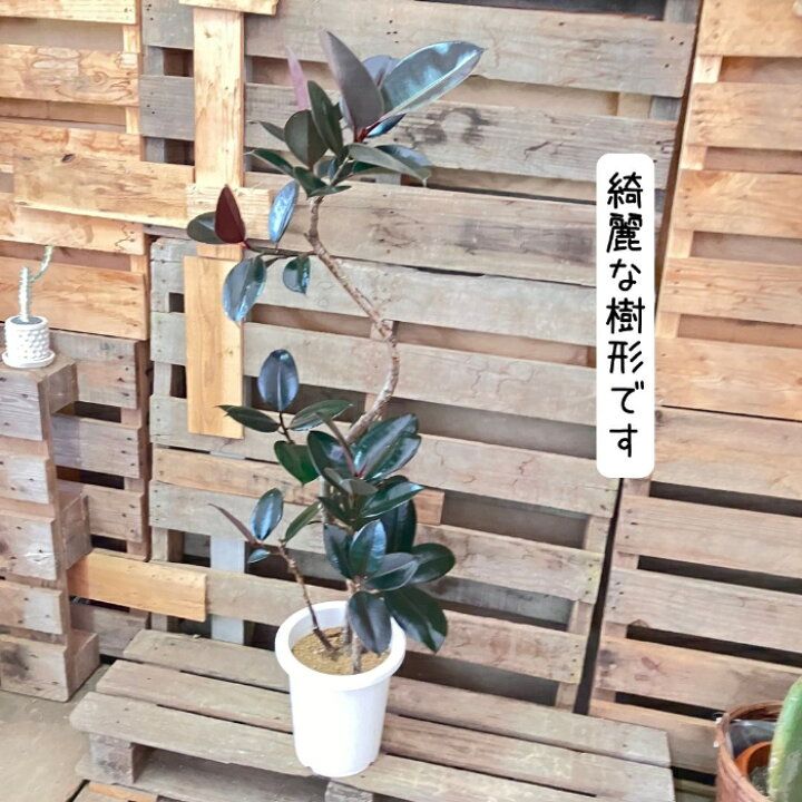 楽天市場】観葉植物【現品】フィカス バーガンディ 8号 大型商品 