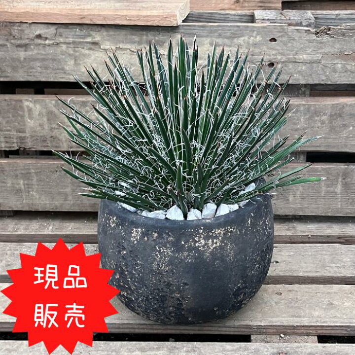 楽天市場】観葉植物 現品 アガベ ジェミニフローラ （ゲミニフローラ 