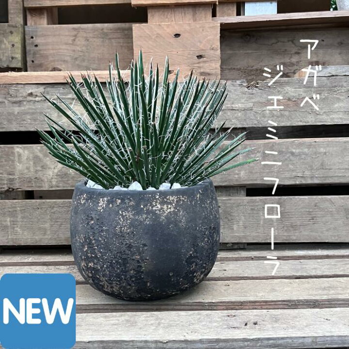 楽天市場】【17日09:59までP2倍+最大5%引クーポン配布中】観葉植物 