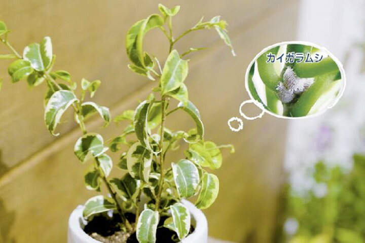 Evo 虫を寄せつけない水 Spray モダン 資材 観葉植物用 スプレー 通販 同梱可能 除虫菊 400ml インテリア Anti 観葉植物 Insect