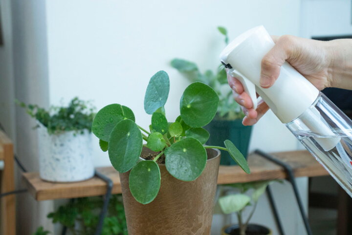 楽天市場 Fineミストスプレー 350ml Mist Sprayer モダン インテリア 観葉植物 通販 楽天 同梱可能 観葉植物用 資材 霧吹き 細かい 室内 葉水 連続噴射 観葉植物の専門店 彩植健美 楽天市場 Fineミストスプレー 350ml Mist Sprayer モダン インテリア 観葉植物 通販 楽天 同梱可能 観葉植物用 資材 霧吹き 細かい 室内 葉水 連続噴射 観葉植物の専門店 彩植健美