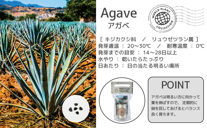 楽天市場 世界の植物 栽培セット World Plant Collection バオバブ バオバブの木 アガベ モダン インテリア 観葉植物 通販 楽天 同梱可能 観葉植物 塊根植物 多肉植物 コーデックス 種 種子 タネ たね 室内 観葉植物の専門店 彩植健美