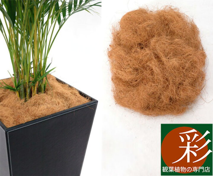 楽天市場 ヤシの繊維から作られたマルチング 鉢土隠し 材ココファイバー 鉢カバーに入れた植木鉢が見えなくておしゃれです インテリア 観葉植物 観葉植物の専門店 彩植健美