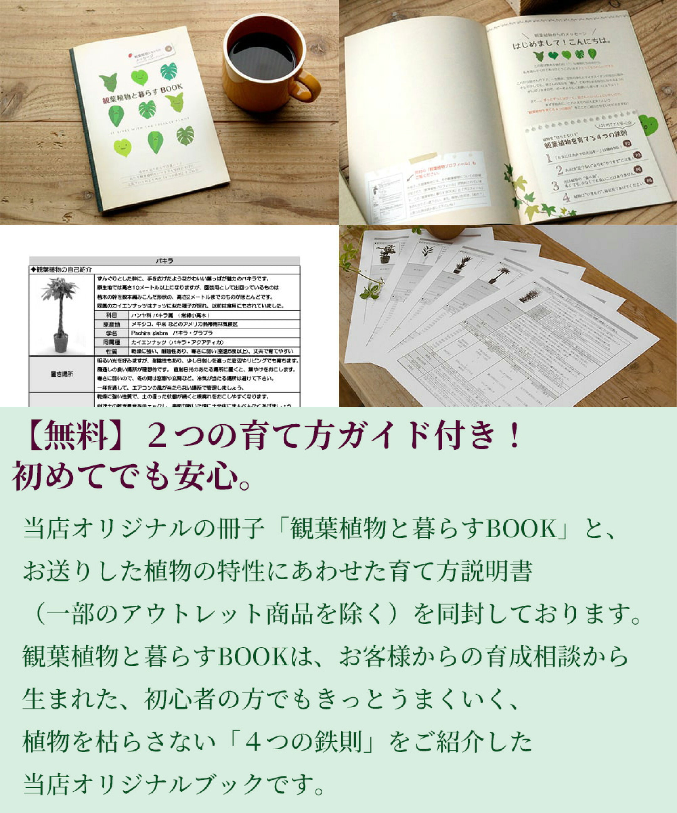【無料】２つの育て方ガイド付き！初めてでも安心。
