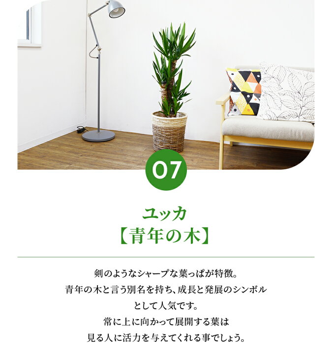 楽天市場 観葉植物 8種類の樹種から選べる 縁起のいい木 8号 鉢カバー付セット 幸福の木 ユッカ ストレリチア オーガスタ ポトス タワー仕立て ゲッキツ サンスベリア アレカヤシ パキラ インテリア おしゃれ 開店祝い 移転祝い 大型 室内 ギフト プレゼント 観葉植物 楽天市場 観葉植物 8種類の樹種から選べる 縁起のいい木 8号 鉢カバー付セット 幸福の木 ユッカ ストレリチア オーガスタ ポトス タワー仕立て ゲッキツ サンスベリア アレカヤシ パキラ インテリア おしゃれ 開店祝い 移転祝い 大型 室内 ギフト プレゼント 観葉植物