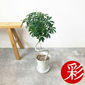 観葉植物 シェフレラ 6号の人気商品・通販・価格比較 - 価格.com