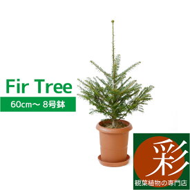 楽天市場 もみの木 鉢植えの通販