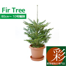 もみの木 鉢植え 80cm〜 10号輪鉢 本物 志向の クリスマスツリー 北欧 おしゃれ （モミの木、樅の木、モミノキ、もみのき、屋外用） 【インテリア】 観葉植物 開店祝いに 苗