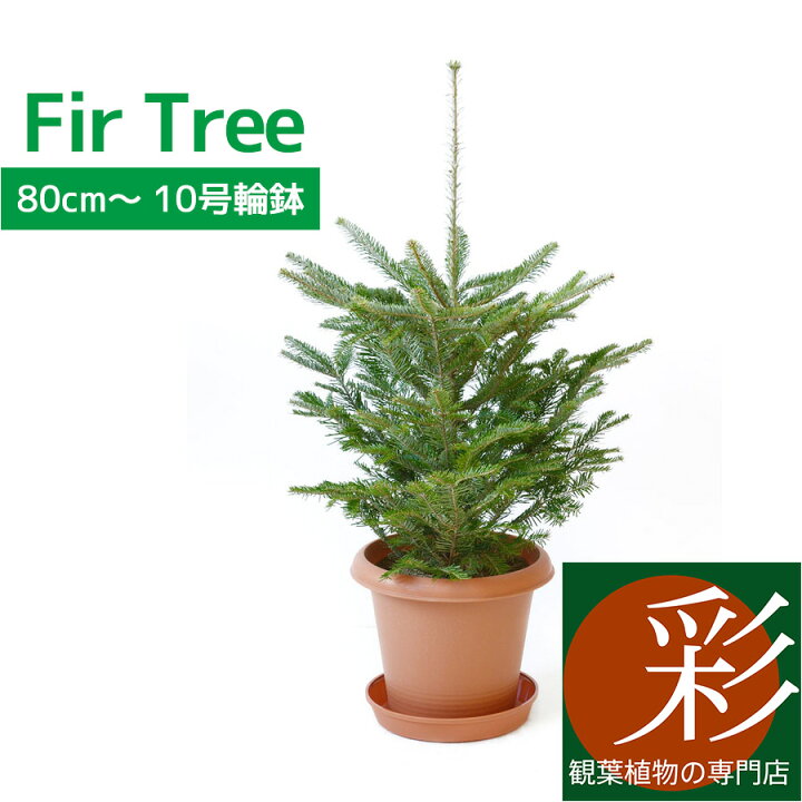 楽天市場 もみの木 鉢植え 80cm 10号輪鉢 本物 志向の クリスマスツリー 北欧 おしゃれ モミの木 樅の木 モミノキ もみのき 屋外用 インテリア 観葉植物 開店祝いに 苗 観葉植物の専門店 彩植健美