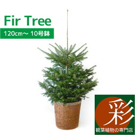 楽天市場 クリスマスツリー 鉢植えの通販 楽天市場 クリスマスツリー 鉢植えの通販