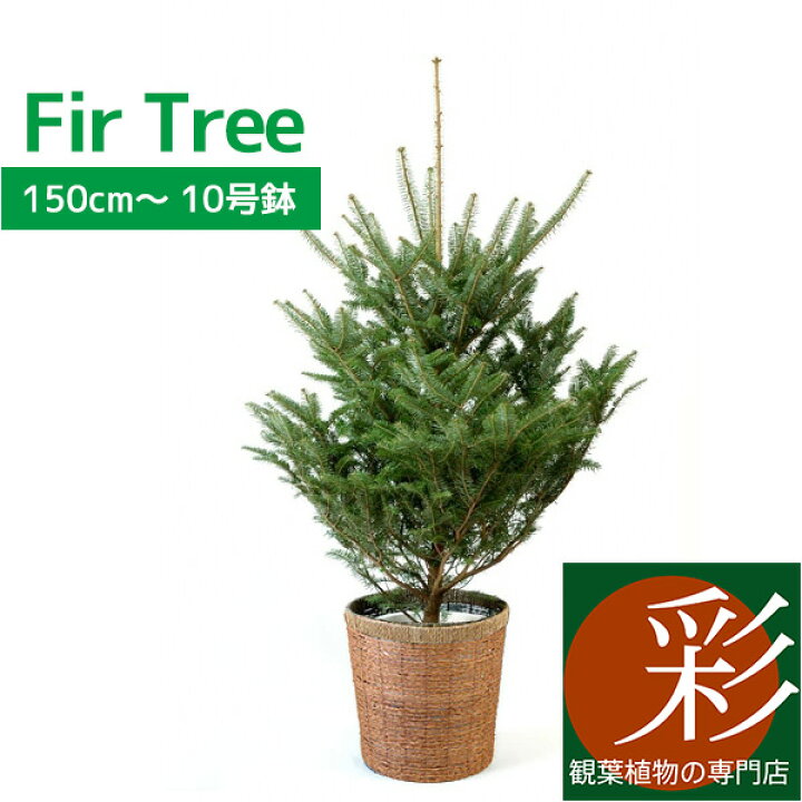 楽天市場 もみの木 鉢植え 150cm 10号鉢 本物 志向の クリスマスツリー 北欧 おしゃれ モミの木 樅の木 モミノキ もみのき 屋外用 インテリア 観葉植物 開店祝いに 苗 観葉植物の専門店 彩植健美