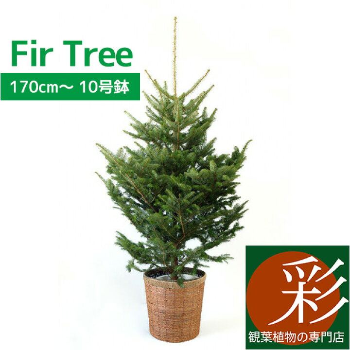楽天市場 もみの木 鉢植え 170cm 10号鉢 本物 志向の クリスマスツリー 北欧 おしゃれ モミの木 樅の木 モミノキ もみのき 屋外用 インテリア 観葉植物 開店祝いに 苗 観葉植物の専門店 彩植健美