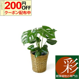 楽天市場 ヒメモンステラ 風水の通販