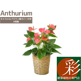 1000以上 アンスリューム ピンク キャンディ