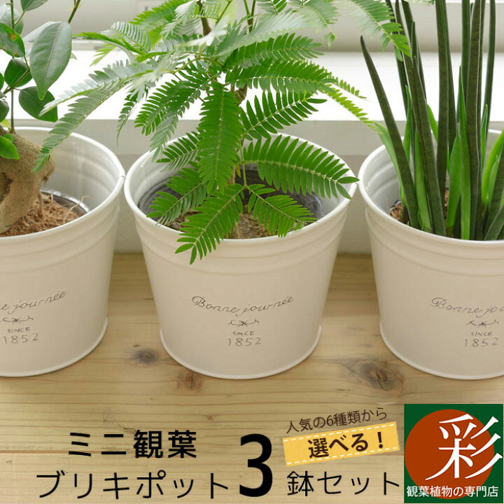 楽天市場 ミニ 観葉植物 選べる かわいいブリキポット３つのセット ガジュマル パキラ エバーフレッシュ ネムノキ サンスベリア シュガーバイン テーブルヤシ インテリア アジアン 誕生日 引越し祝い 新築祝い お祝い おためし 鉢カバー 福袋 小さい 観葉植物の