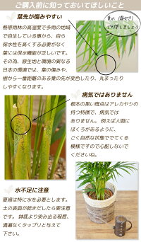 楽天市場 観葉植物 アレカヤシ 8号 鉢カバー付 新築祝い 開店祝い ヤシの木 大型 観葉植物 インテリアに ビジネス 開店 オープン 観葉植物の専門店 彩植健美