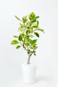 ϗtA tBJXEAeV[}EoGK^ (Ȋ) 8 ZA[g ^ { S̖ ϗtA tBJX AeV}EoGK[^ CeA JXj ړ]j j Vzj