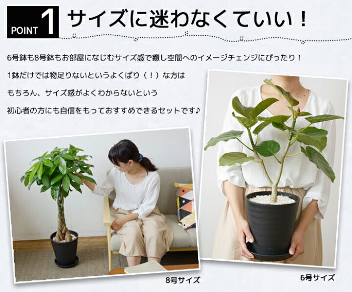 楽天市場 観葉植物 送料無料2鉢セット 8号鉢 6号鉢 セラアート鉢 モンステラ 幸福の木 パキラ ウンベラータ サンスベリア ポトス ガジュマル アレカヤシ シルクジャスミン ブラック ホワイト 大型 インテリア 開店祝い 移転祝い 福袋 おしゃれ 室内 ギフト プレゼント 楽天市場 観葉植物 送料無料2鉢セット 8号鉢 6号鉢 セラアート鉢 モンステラ 幸福の木 パキラ ウンベラータ サンスベリア ポトス ガジュマル アレカヤシ シルクジャスミン ブラック ホワイト 大型 インテリア 開店祝い 移転祝い 福袋 おしゃれ 室内 ギフト プレゼント