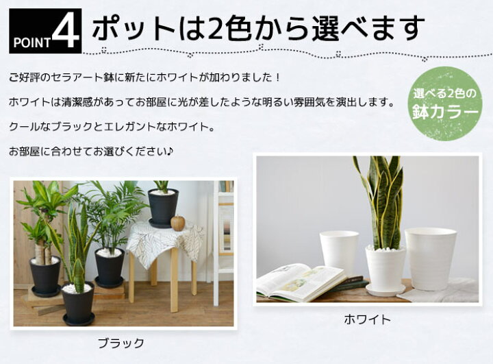 楽天市場 観葉植物 送料無料2鉢セット 8号鉢 6号鉢 セラアート鉢 モンステラ 幸福の木 パキラ ウンベラータ サンスベリア ポトス ガジュマル アレカヤシ シルクジャスミン ブラック ホワイト 大型 インテリア 開店祝い 移転祝い 福袋 おしゃれ 室内 ギフト プレゼント