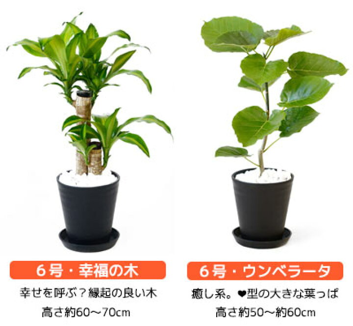 3300円 最新アイテム 観葉植物 4鉢セット 7号 6号 4号 3