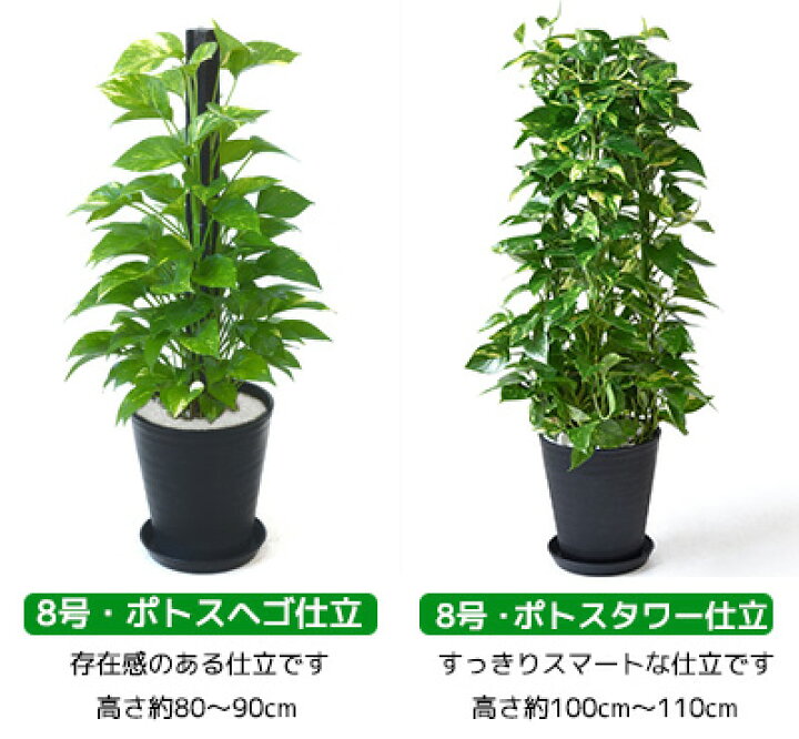 観葉植物 モンステラ 8号 プラスチックスクエア鉢 ホワイト ブラック おしゃれ お祝い 大型 送料無料 最も優遇 観葉植物 モンステラ 8号 プラスチックスクエア鉢 ホワイト ブラック おしゃれ お祝い 大型 送料無料 最も優遇