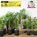 観葉植物 2鉢セット 8号鉢+6号鉢 セラアート鉢 大型 インテリア モンステラ 幸福の木 開店祝い 福袋 パキラ ウンベラータ サンスベリア ポトス おしゃれ...