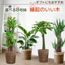 観葉植物 幸福の木 ユッカ（青年の木） ストレリチア・オーガスタ（感謝の木） パキラ（発財の木） 8号 選べる 鉢カバー付セット インテリア おしゃれ 開店祝い...