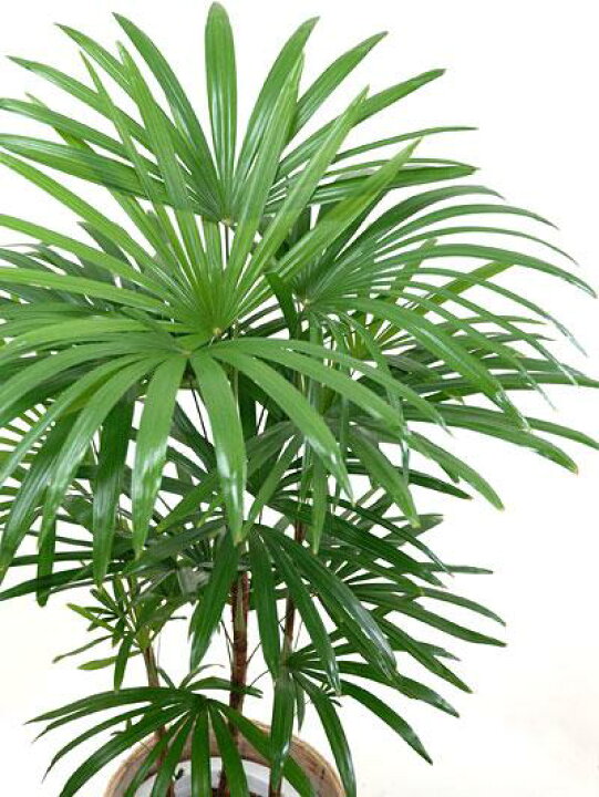 観葉植物 シュロチク 8号鉢 大型 室内用 インテリア おしゃれ 棕櫚竹 通販 人気 父の日 ブランド品
