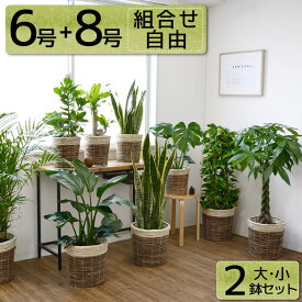 楽天市場 観葉植物 植物の種類ポトス 花 観葉植物 花 ガーデン