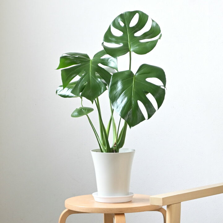 楽天市場】モンステラ 観葉植物 本物 大型 6号鉢 鉢カバーオプション 