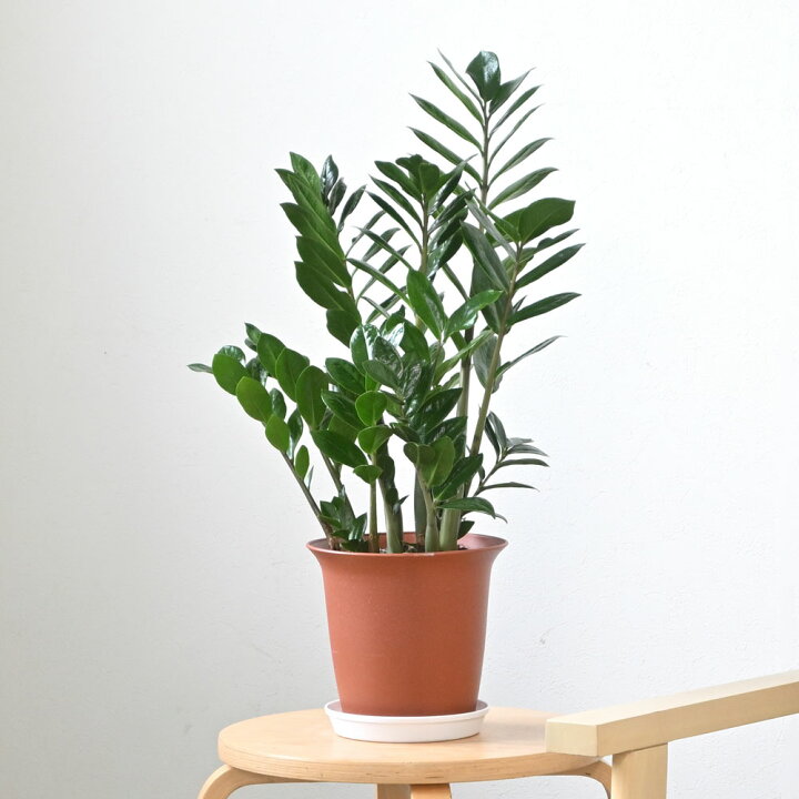 楽天市場】観葉植物 ザミオクルカス・ザミフォーリア 6号鉢 鉢カバー 