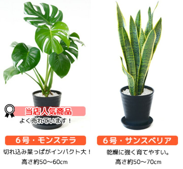 3300円 最新アイテム 観葉植物 4鉢セット 7号 6号 4号 3