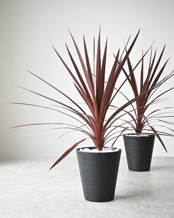 楽天市場】【屋外用】観葉植物 コルジリネ・レッドスター 6号鉢 