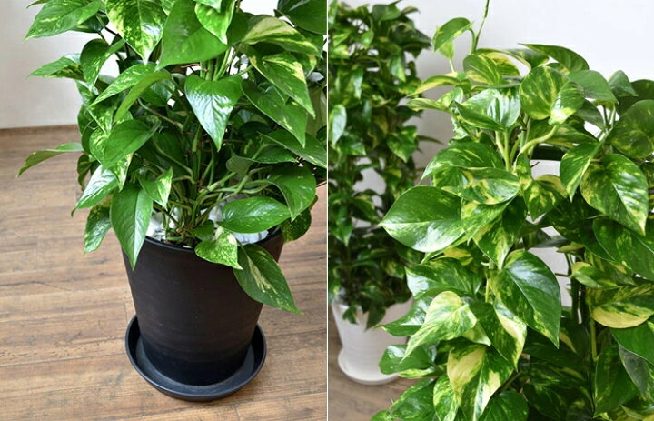 楽天市場 選べる セラアート鉢 8号鉢 観葉植物 パキラ ゲッキツ サンスベリア アレカヤシ ポトス ヘゴ仕立て ガジュマルの木 ポトス タワー仕立て シルクジャスミン 大型 インテリア 開店祝い 移転祝い おしゃれ 花 ブラック ホワイト 室内 ギフト プレゼント 観葉植物